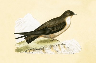 Felsenschwalbe, Illustration aus 