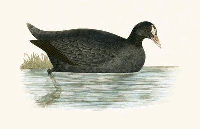 Haubentaucher, Illustration aus 