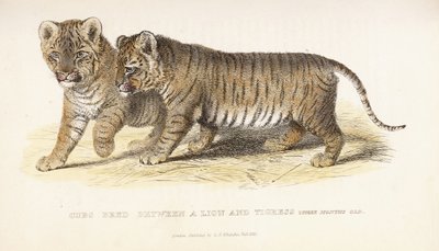 Junge Löwen und Tigerin, drei Monate alt von English School