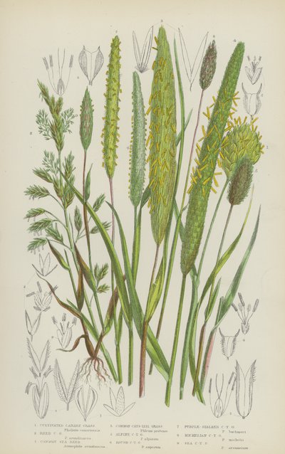 Kultiviertes Kanariengras, Schilfrohrgras, Gemeines Schilfrohr, Gemeines Katzenschwanzgras von English School