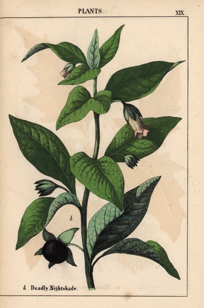 Tollkirsche, aus "The Instructive Picturebook, or Lessons from the Vegetable World," [Charlotte Mary Yonge], Edinburgh von English School