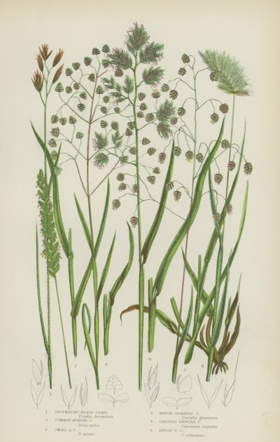 Liegendes Heidegras, Gemeines Zittergras, Kleines Zittergras, Raues Kammgras von English School
