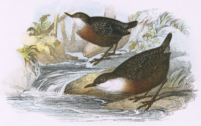 Wasseramsel von English School