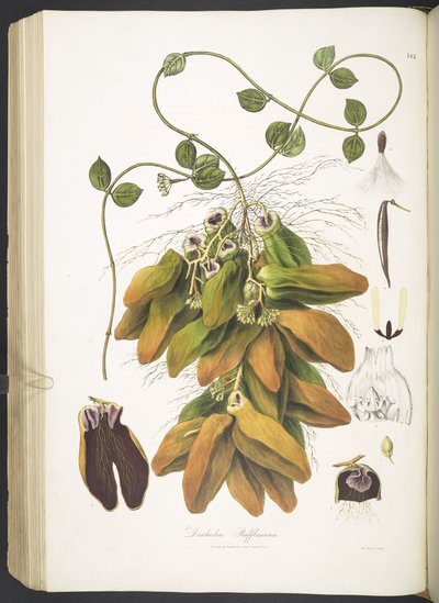 Dischidia Rafflesiana, Tafel 142 aus 