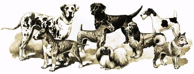Hunde von English School