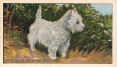 Hunde: West Highland White von English School