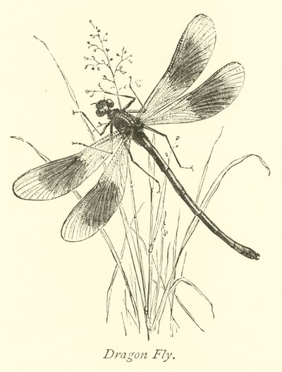 Libelle von English School