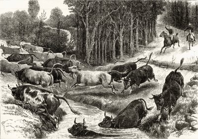 Viehtrieb in Australien, ca. 1880, aus 