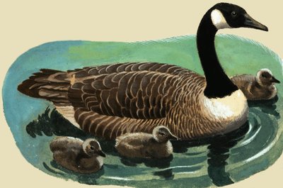 Ente und Küken von English School
