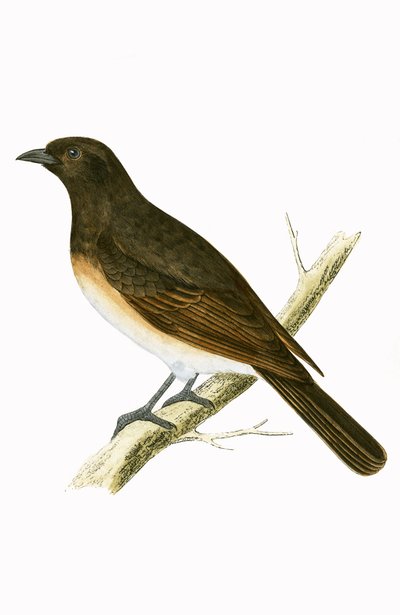 Dusky Ixos, Illustration aus 