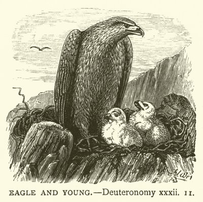 Adler und Junge (Deuteronomium, xxxii) von English School