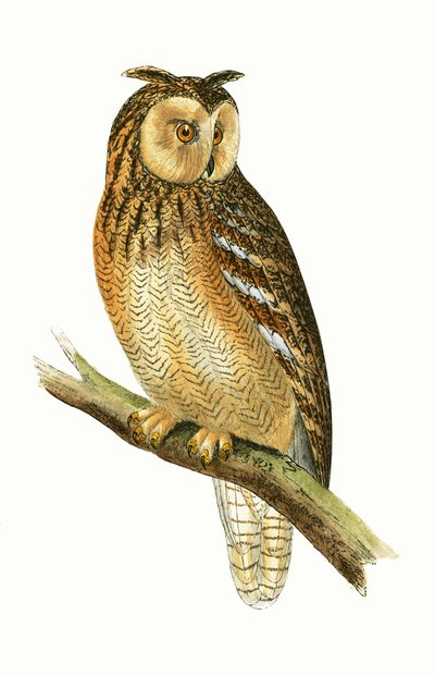 Ägyptische Ohreule, Illustration aus 