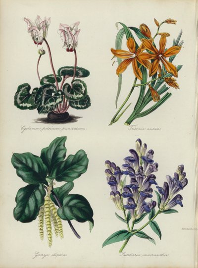 Englischer Blumengarten: Cyclamen persicum punctatum, Tritonia aurea, Garrya elliptica, Scutellaria macrantha von English School