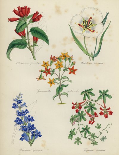 Englischer Blumengarten: Habrothamnus fasciculatus, Calochortus venustus, Grammanthes gentianoides, Pentstemon speciosum, Tropaeolum speciosum von English School