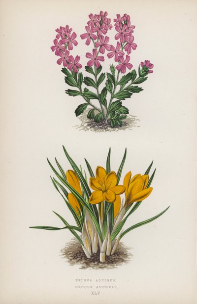 Erinus Alpinus; Crocus Aucheri von English School