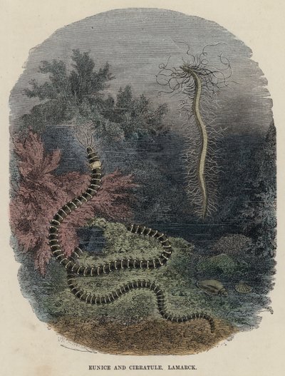 Eunice und Cirratule, Lamarck von English School