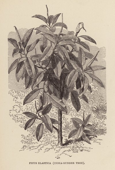 Ficus Elastica, Gummibaum (Stich) von English School