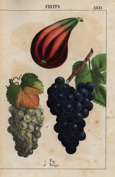 Feigen und Trauben, aus "The Instructive Picturebook, or Lessons from the Vegetable World," [Charlotte Mary Yonge], Edinburgh von English School