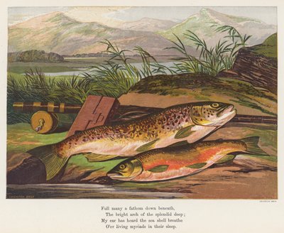 Fisch von English School