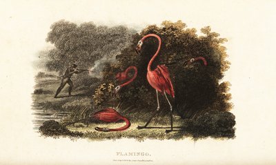 Flamingos schauen erstaunt zu, wie ihre Gefährten von einem Jäger getötet werden von English School