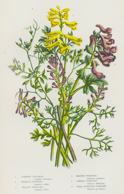 Blühende Pflanzen Großbritanniens: Kletternde Corydalis, Knollige Erdrauch, Gelber Erdrauch, Rankender Erdrauch, Gemeiner Erdrauch, Kleinblütiger Erdrauch von English School