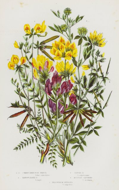 Blühende Pflanzen Großbritanniens: Gemeiner Hornklee, Schmalblättriger Hornklee, Schlanker Hornklee, Berg-Oxytropis, Gelbliche M-Oxytropis von English School