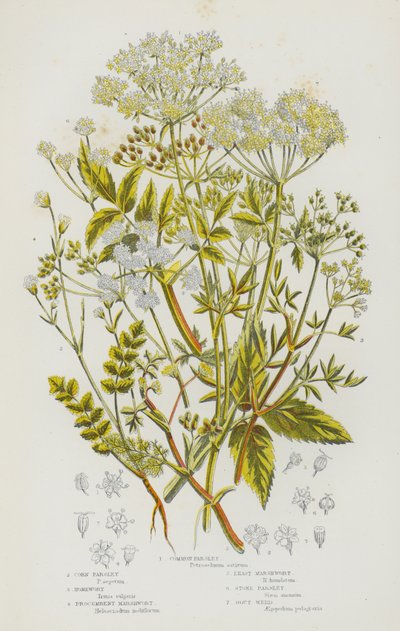 Blühende Pflanzen Großbritanniens: Gemeine Petersilie, Korn-Petersilie, Herzblatt, Kriechender Sumpf-Wort, Kleinster Sumpf-Wort, Stein-Petersilie, Gichtkraut von English School