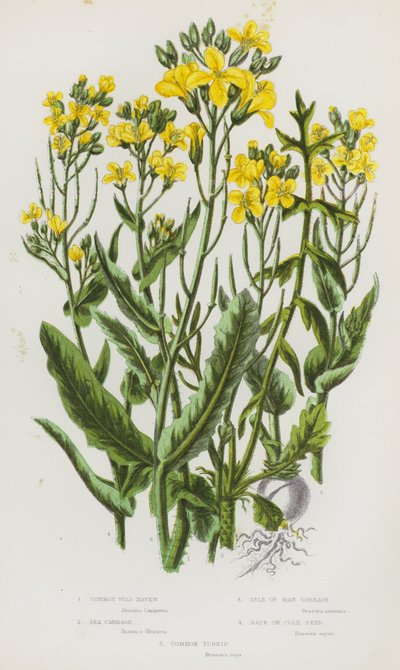 Blühende Pflanzen Großbritanniens: Gemeiner Wilder Rübsen, Meerkohl, Isle of Man Kohl, Raps oder Rübsen, Gemeine Rübe von English School