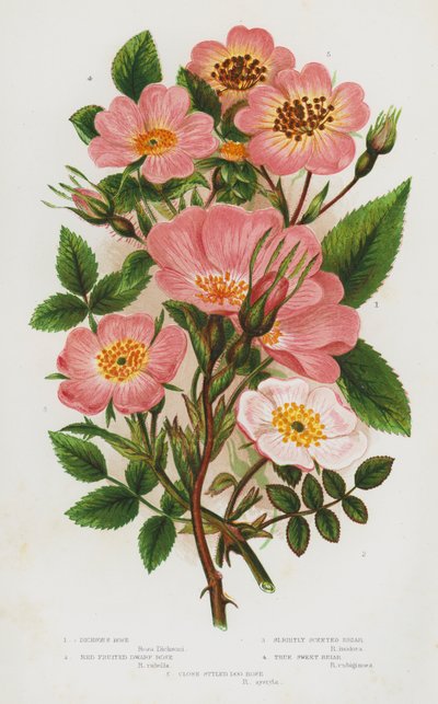 Blühende Pflanzen Großbritanniens: Dicksons Rose, Rotfrüchtige Zwergrose, Leicht duftende Heckenrose, Echte Süßbriar, Engstielige Hundsrose von English School