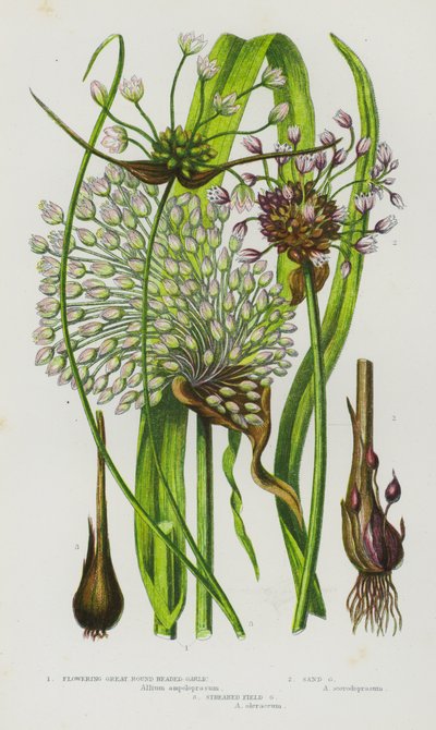 Blühende Pflanzen Großbritanniens: Blühender Rundköpfiger Knoblauch, Sandknoblauch, Gestreifter Feldknoblauch (Farblithografie) von English School