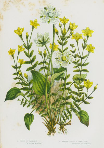 Blühende Pflanzen Großbritanniens: Parnassia, Schmalblättriges Johanniskraut von English School