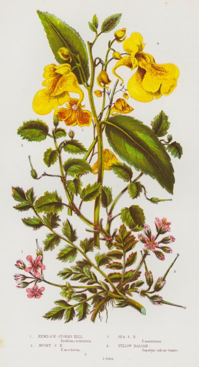 Blühende Pflanzen Großbritanniens: Schierlings-Storchschnabel, Moschus-Storchschnabel, See-Storchschnabel, Gelber Balsam von English School