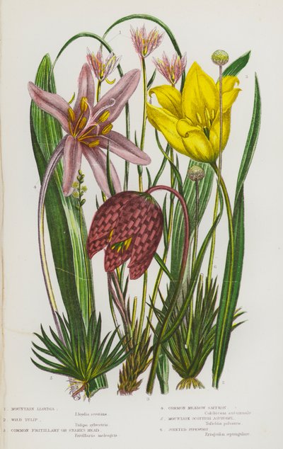 Blühende Pflanzen Großbritanniens: Berg-Lloydia, Wilde Tulpe, Schachblume, Herbstzeitlose, Schottischer Berg-Asphodel, Gelenkiges Pfeifengras von English School