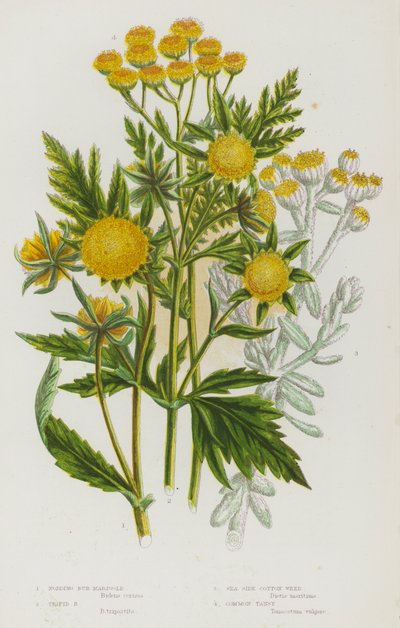 Blühende Pflanzen Großbritanniens: Nickende Klettenmarigold, Dreizähnige Klettenmarigold, Strand-Baumwollkraut, Gemeine Rainfarn von English School