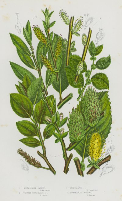 Blühende Pflanzen Großbritanniens: Rundohr-Weide, Große Rundohr-Weide, Dunkelblättrige Weide, Mittlere Weide (Farblithografie) von English School
