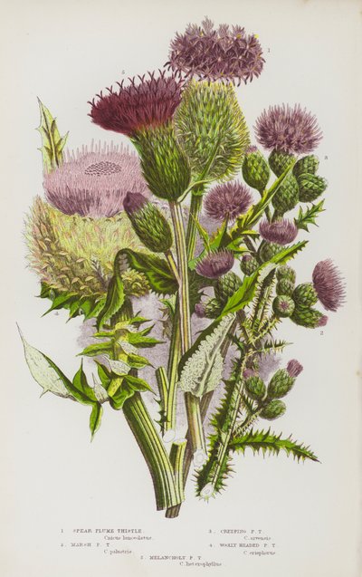 Blühende Pflanzen Großbritanniens: Lanzett-Kratzdistel, Sumpf-Kratzdistel, Kriechende Kratzdistel, Wollköpfige Kratzdistel, Melancholische Kratzdistel von English School