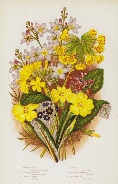 Blühende Pflanzen Großbritanniens: Wasser-Veilchen, Gemeine Primel, Jacquins Ochsenlippe, Schlüsselblume, Vogelaugen-Primel, Schottische Primel von English School