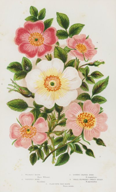 Blühende Pflanzen Großbritanniens: Wilsons Rose, Sabines Rose, Behaarte Rose, Kleinblütige Süßbriar, Glauke Hundsrose von English School