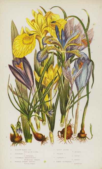 Blühende Pflanzen Großbritanniens: Gelbe Wasser-Schwertlilie, Stinkende Schwertlilie, Columna-Trichonema, Purpur-Krokus, Kleinster Krokus, Goldener Krokus, Safran-Krokus, Nacktblühender Krokus von English School
