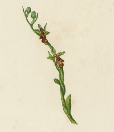 Fliegen-Ragwurz, Ophrys Muscifera von English School