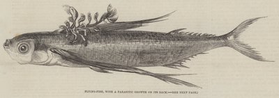 Fliegender Fisch, mit einem parasitären Wachstum auf seinem Rücken (Gravur) von English School