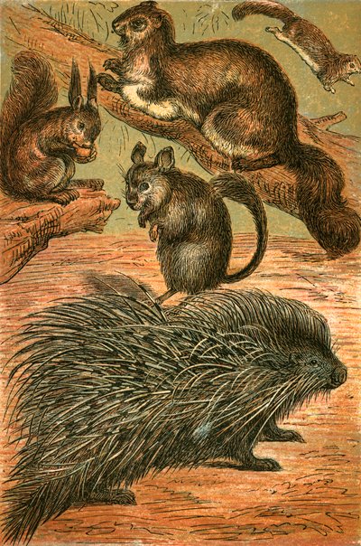 Fliegende Eichhörnchen, Gemeines Eichhörnchen, Chinchilla und Stachelschwein von English School