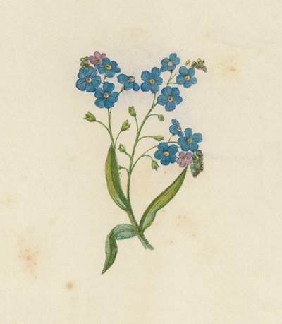 Vergissmeinnicht, Myosotis Palustris von English School