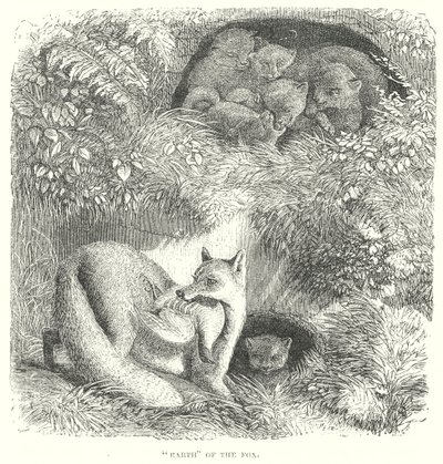 Fuchs von English School