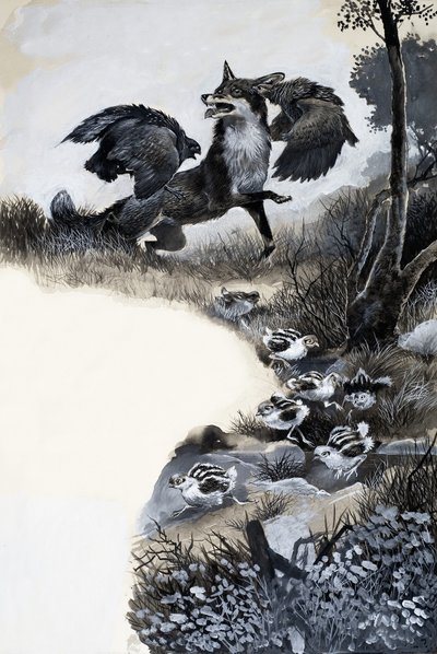 Fuchs unter Angriff von English School