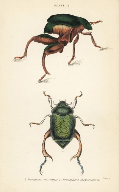 Froschkäfer oder Kängurukäfer, Sagra papuana 1, und Glänzender Blatthornkäfer, Chrysophora chrysochlora 2 von English School