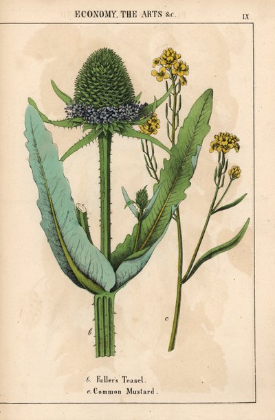 Karde oder Distel und gewöhnlicher Senf mit gelben Blüten, aus 
