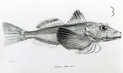 Galapagos-Knurrhahn, Tafel 6 aus 