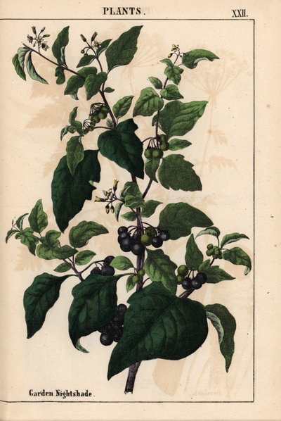 Garten- oder Schwarzer Nachtschatten mit schwarzen Beeren Solanum nigrum, aus "The Instructive Picturebook, or Lessons from the Vegetable World," [Charlotte Mary Yonge], Edinburgh von English School