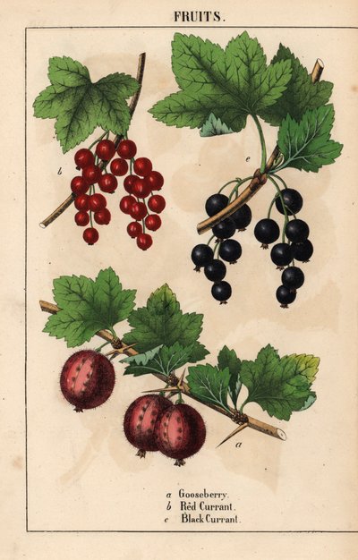 Stachelbeere, rote Johannisbeere und schwarze Johannisbeere, aus 